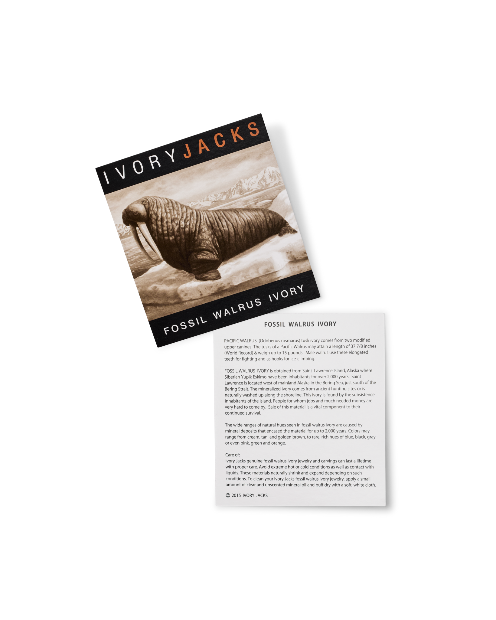 Ivory Jacks 14k Fossil Tusk Slice Earrings - 14kyg - Image 6